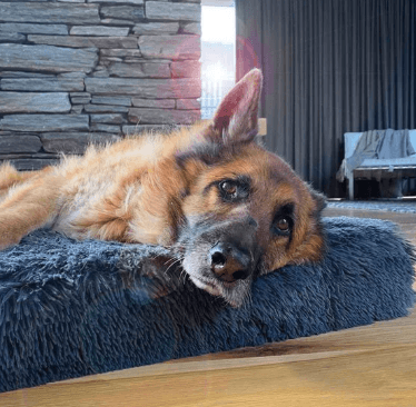 Buy Spare Dog Bed Covers to Keep Your Pet’s Bed Fresh and Comfortable